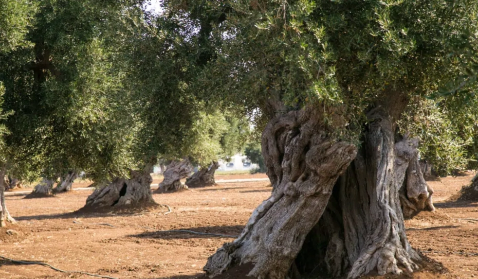 Raccolta delle olive da olio